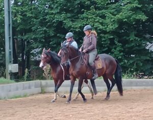 Reiten auf Mangalarga Marchador 