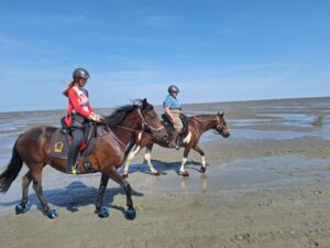 Wattritt in Cuxhaven mit Mangalarga Marchador