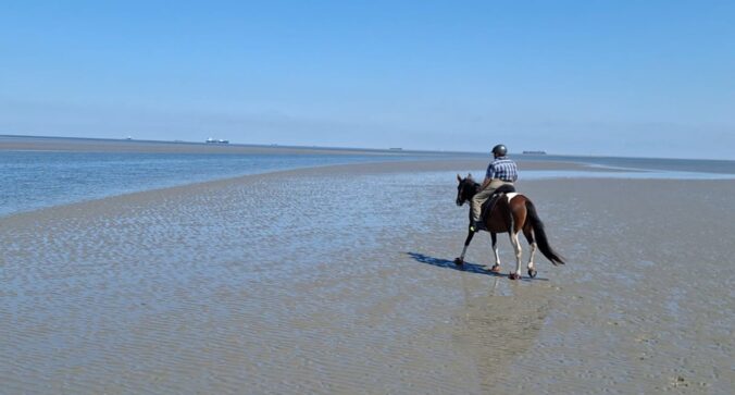 Wattritt in Cuxhaven mit Mangalarga Marchador